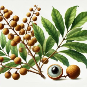 Longan Vlezige Zaadbedekking (Long Yan Rou)