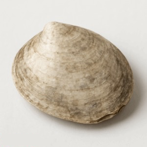 Oesterschelp (Mu Li)