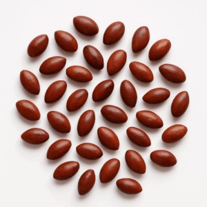 Jujube zaad (Suan Zao Ren)