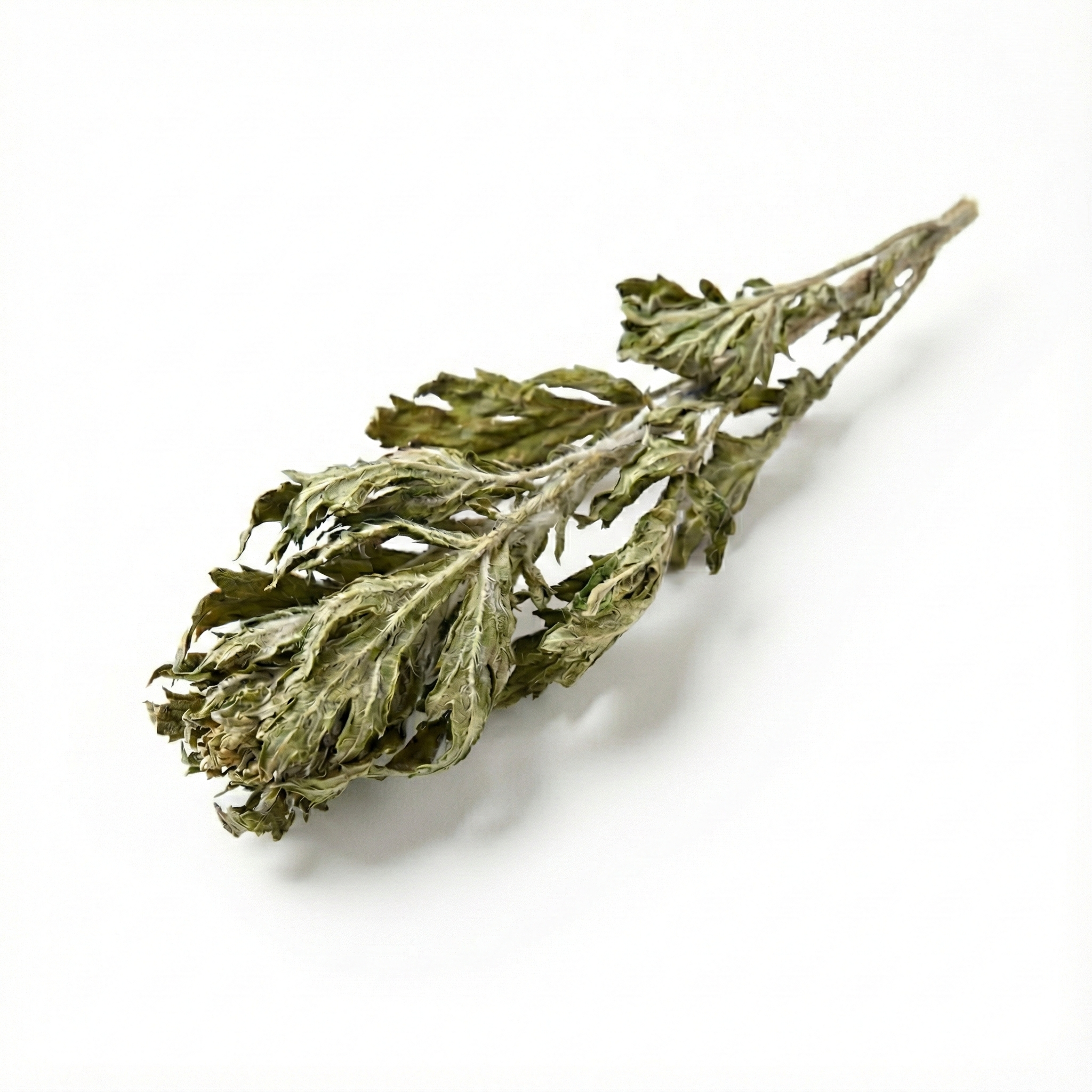 Chinees Bijvoetblad (Ai Ye)