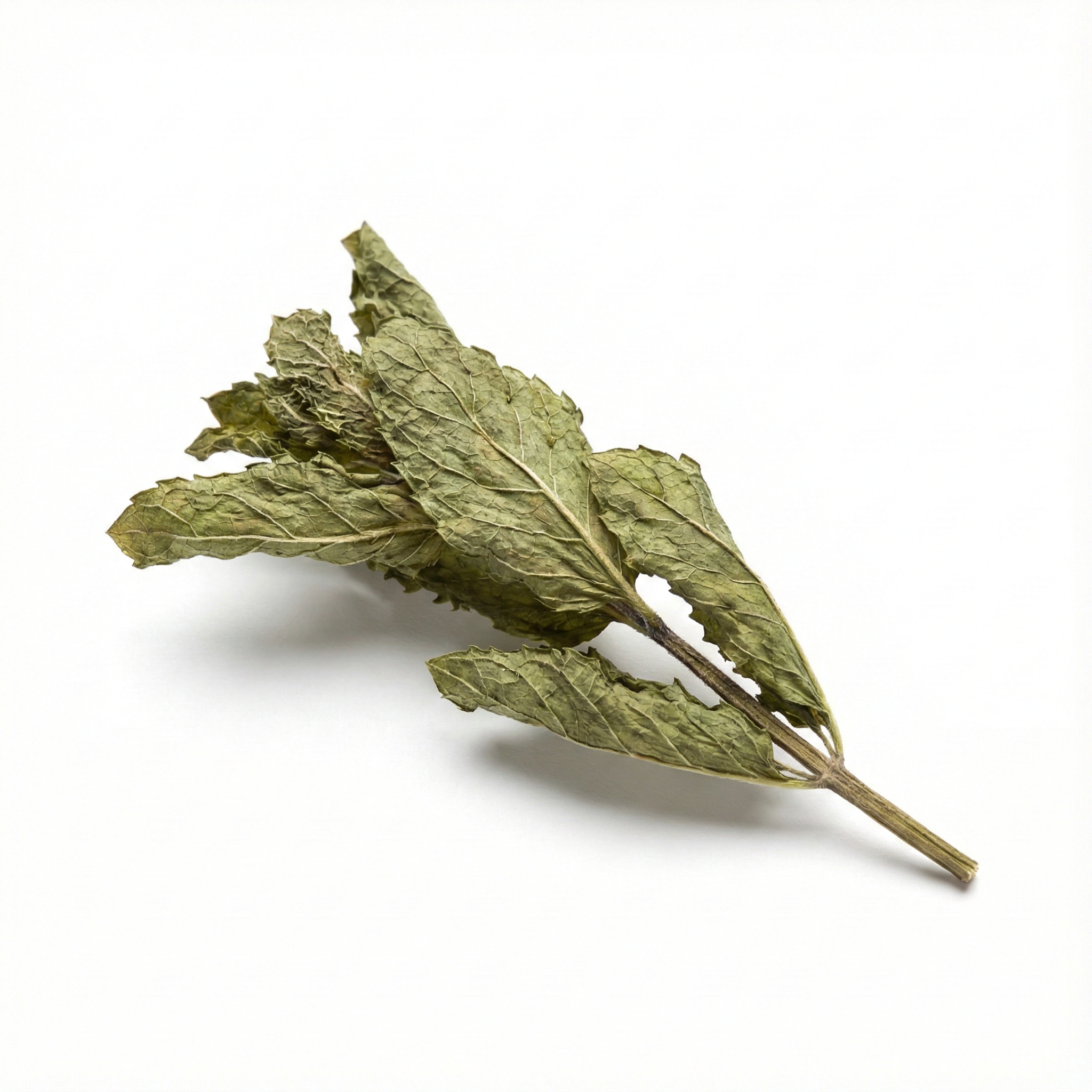 Chinese munt bovengrondse onderdelen (Bo He)