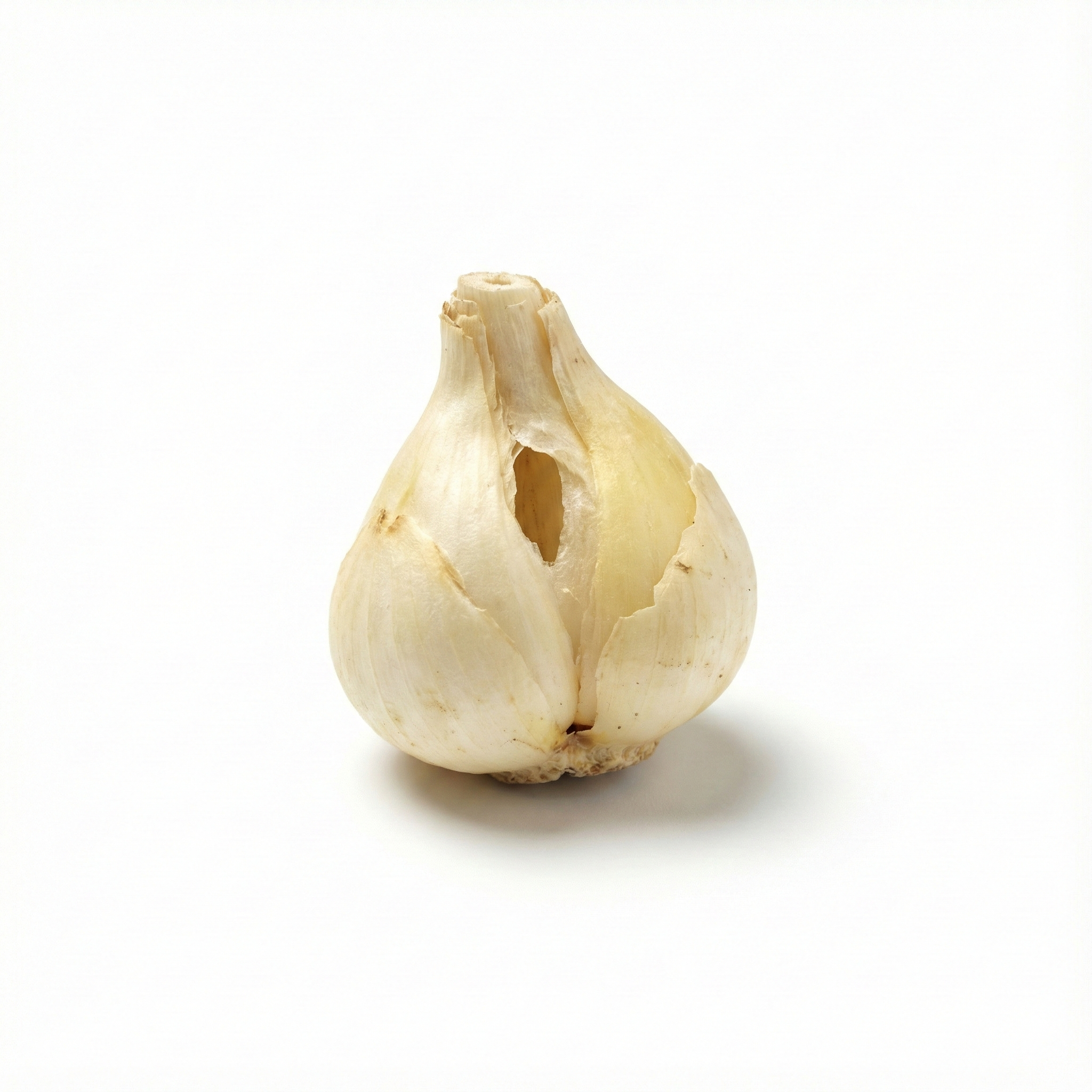 Fritillaria Bol Sichuan (Chuan Bei Mu)