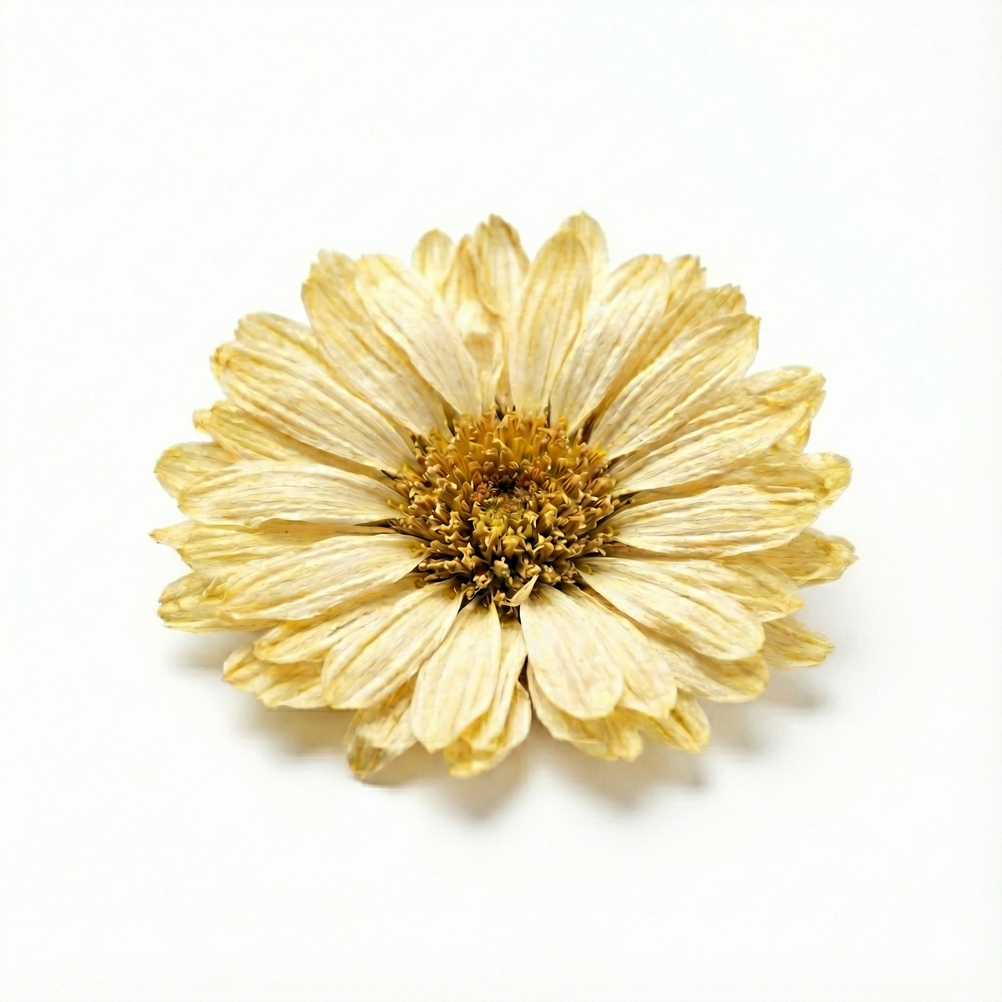 Chrysant bloem (Ju Hua)