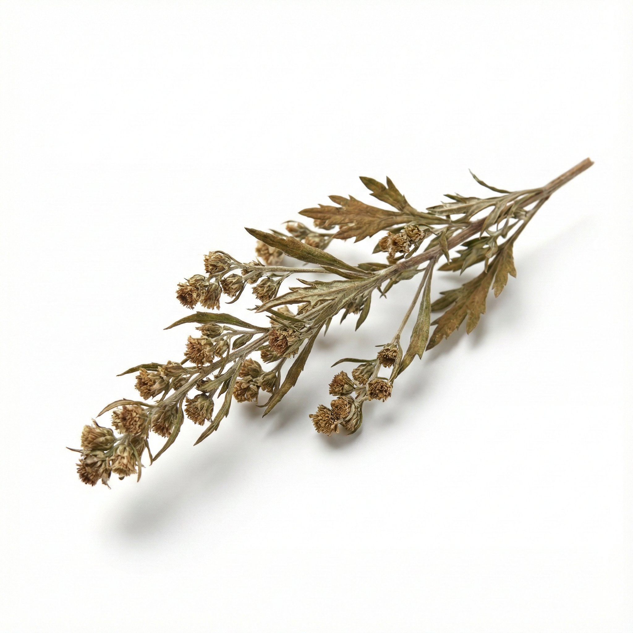 Artemesia Kruid (Liu Ji Nu)