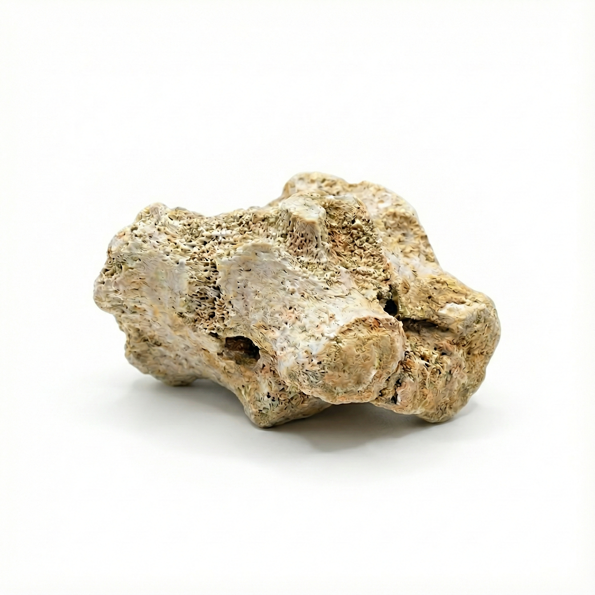 Gefossiliseerde botten van zoogdieren (Long Gu)