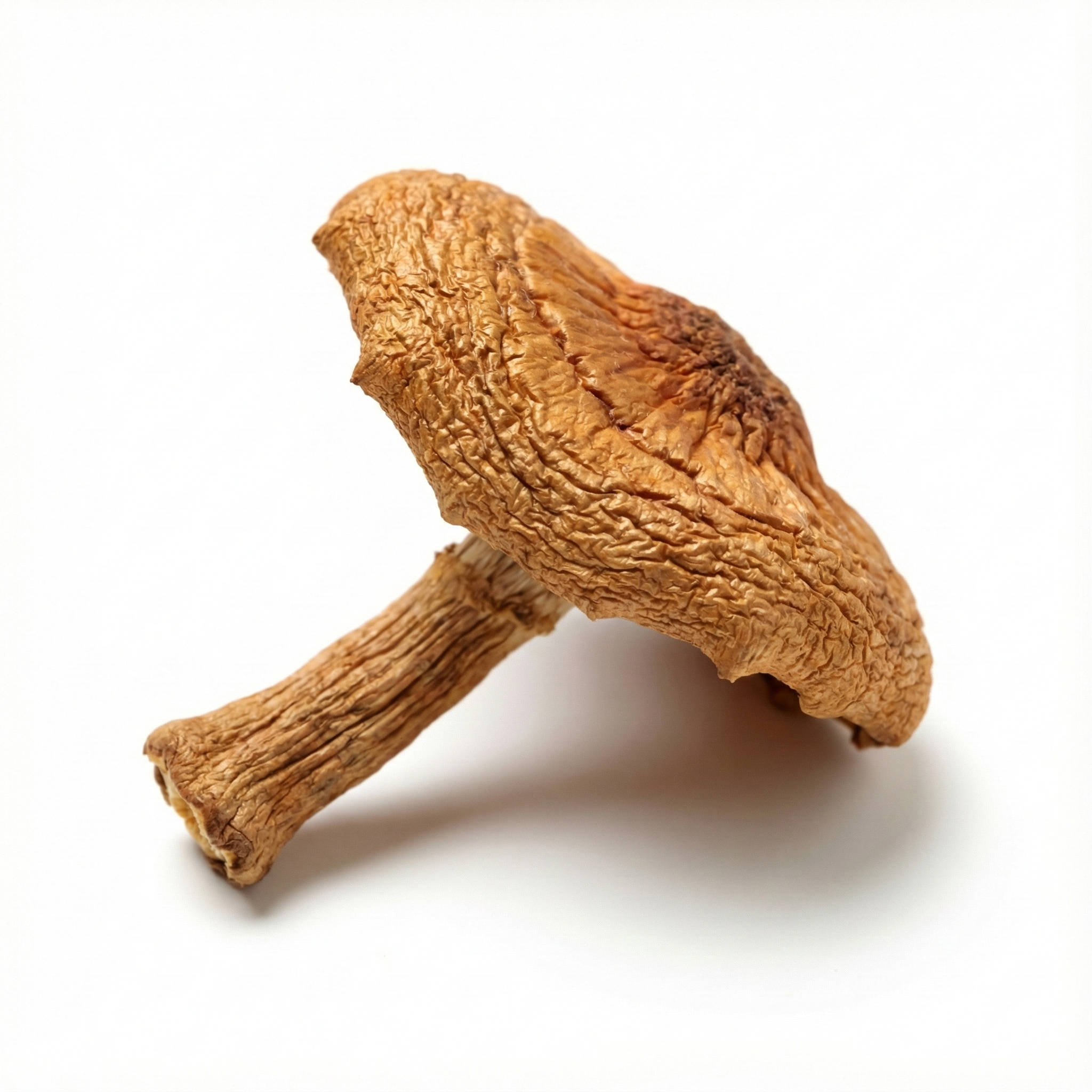 Bifidobacterium (Mi Huan Jun)