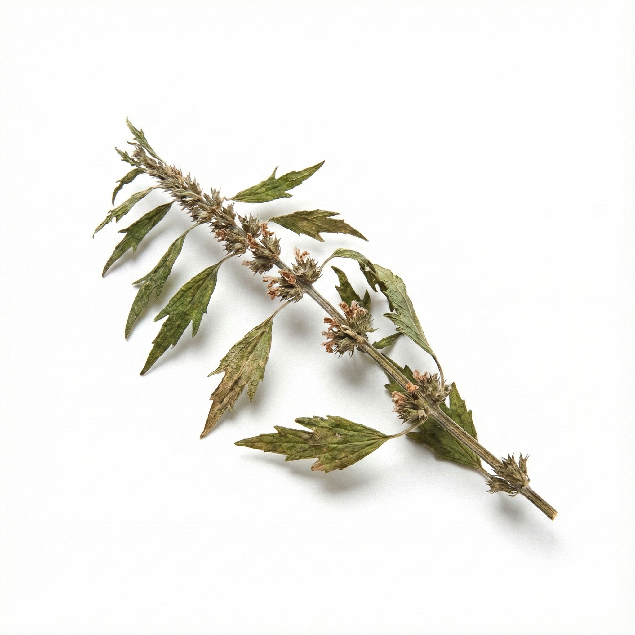 Chinees Moederkruid (Yi Mu Cao)