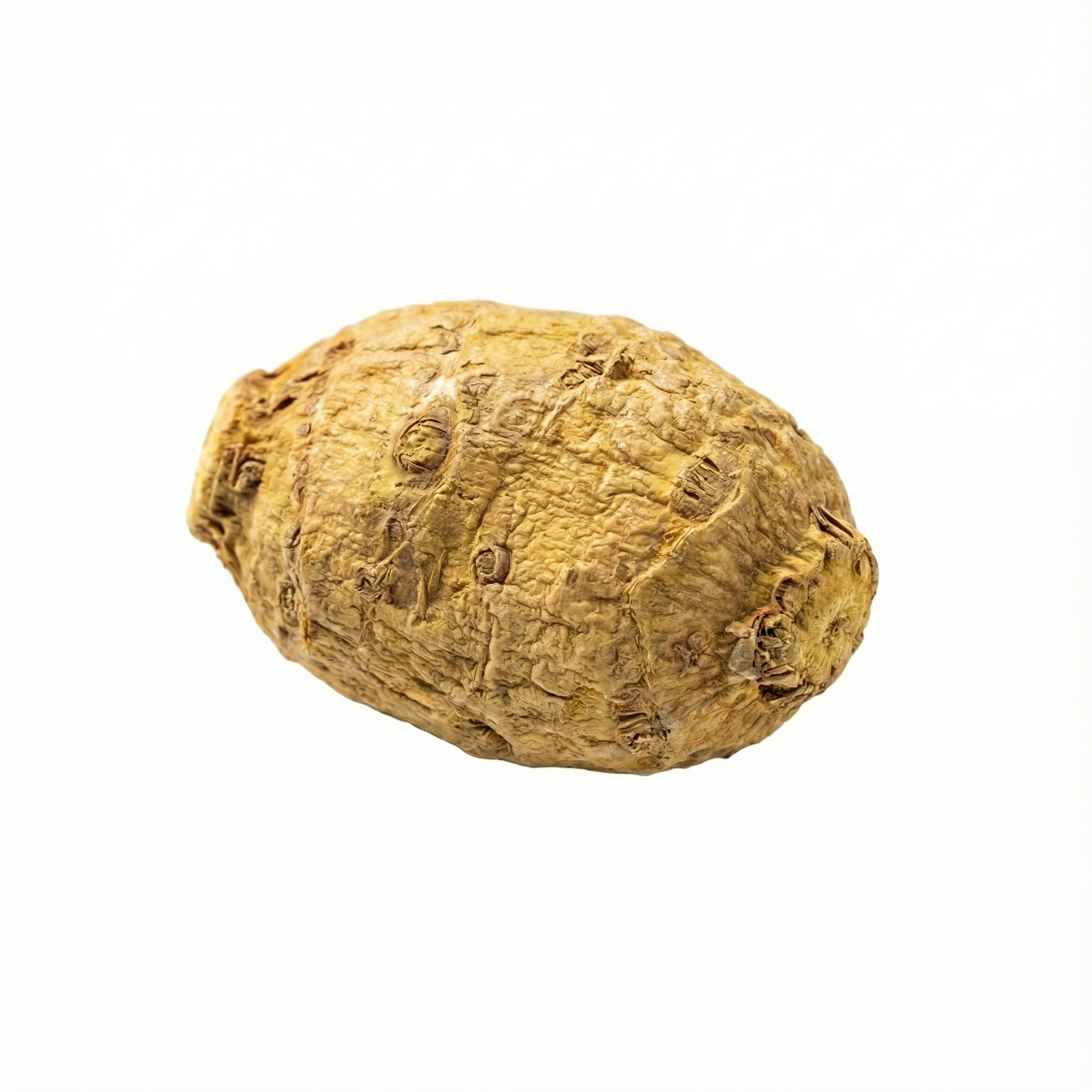 Aziatische waterweegbree wortelstok (Ze Xie)