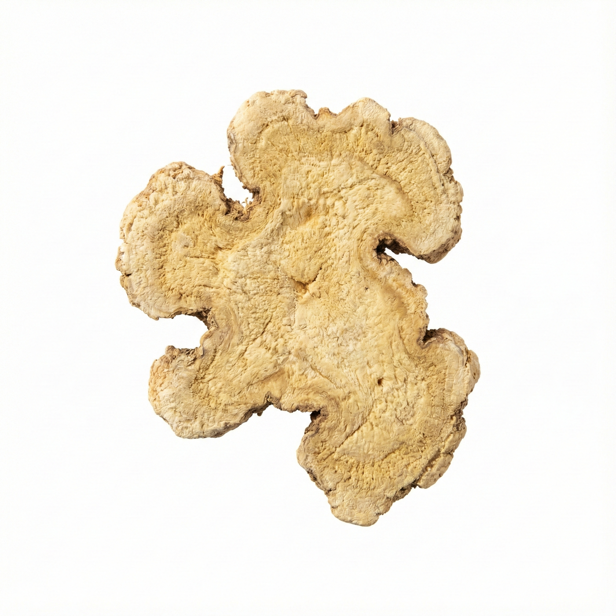 Atractyloden wortelstok (Bai Zhu)