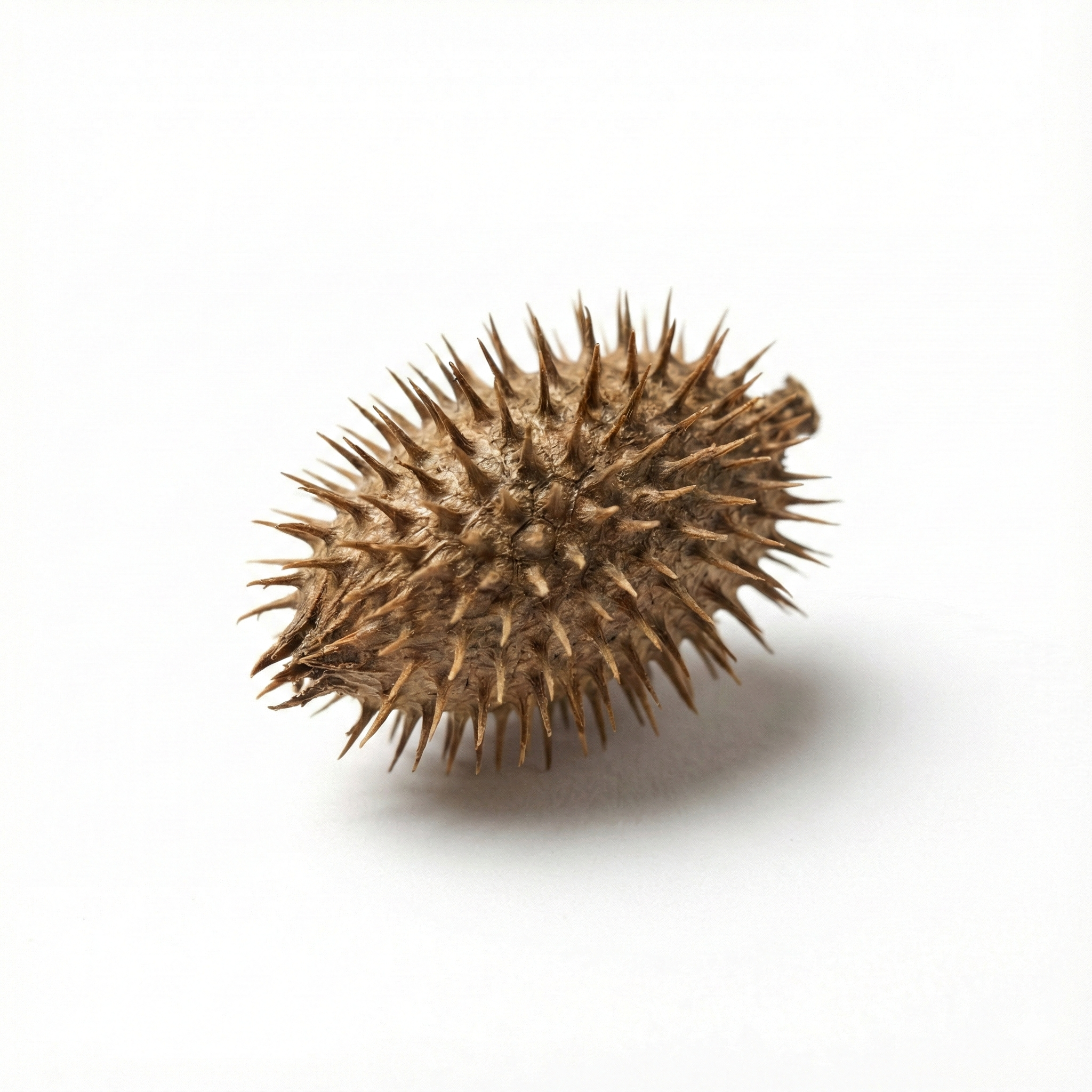 Xanthiumvrucht (Cang Er Zi)