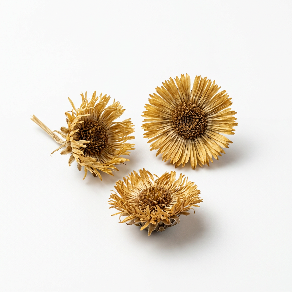 Hoefbladbloem (Kuan Dong Hua)