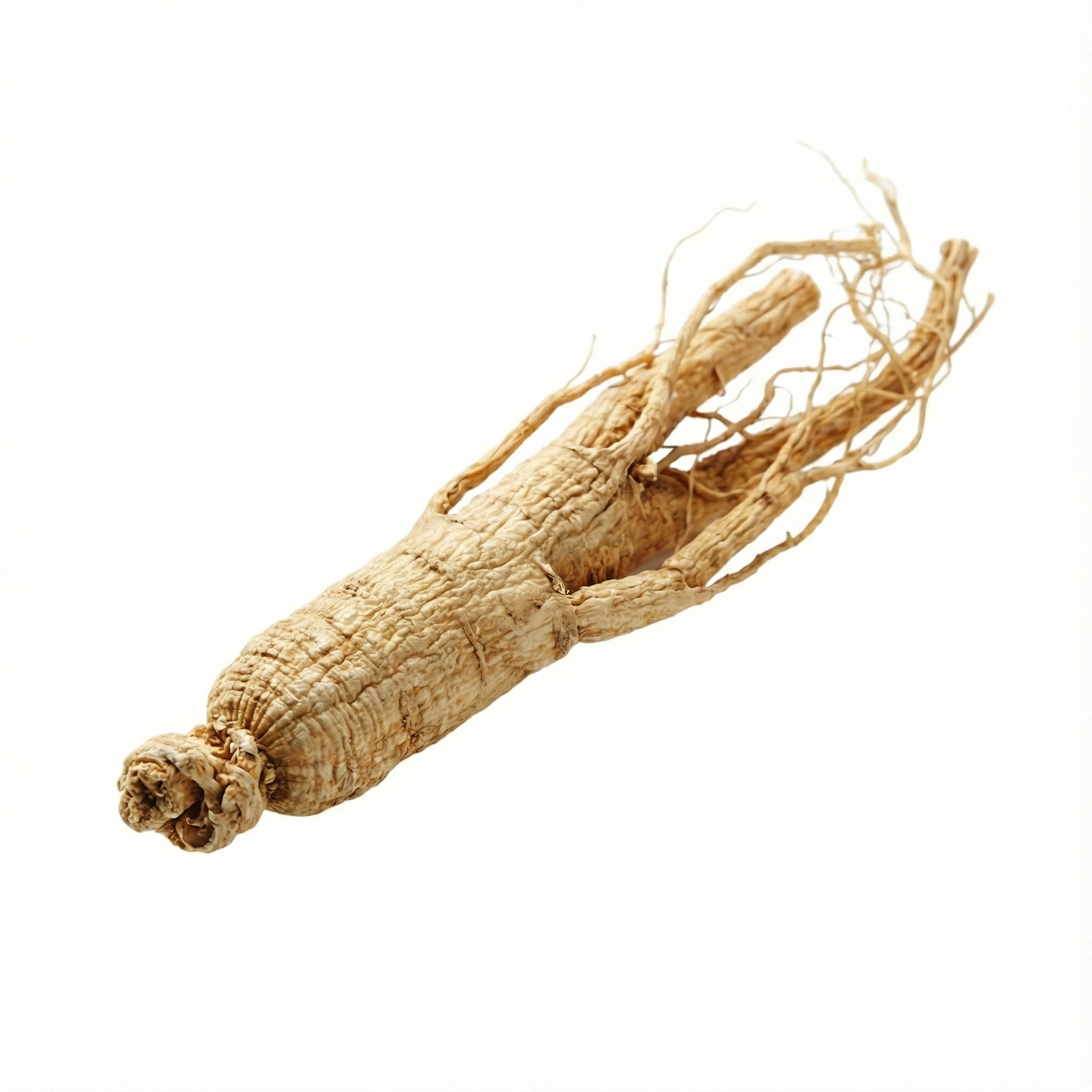 Aziatische ginsengwortel (Ren Shen)