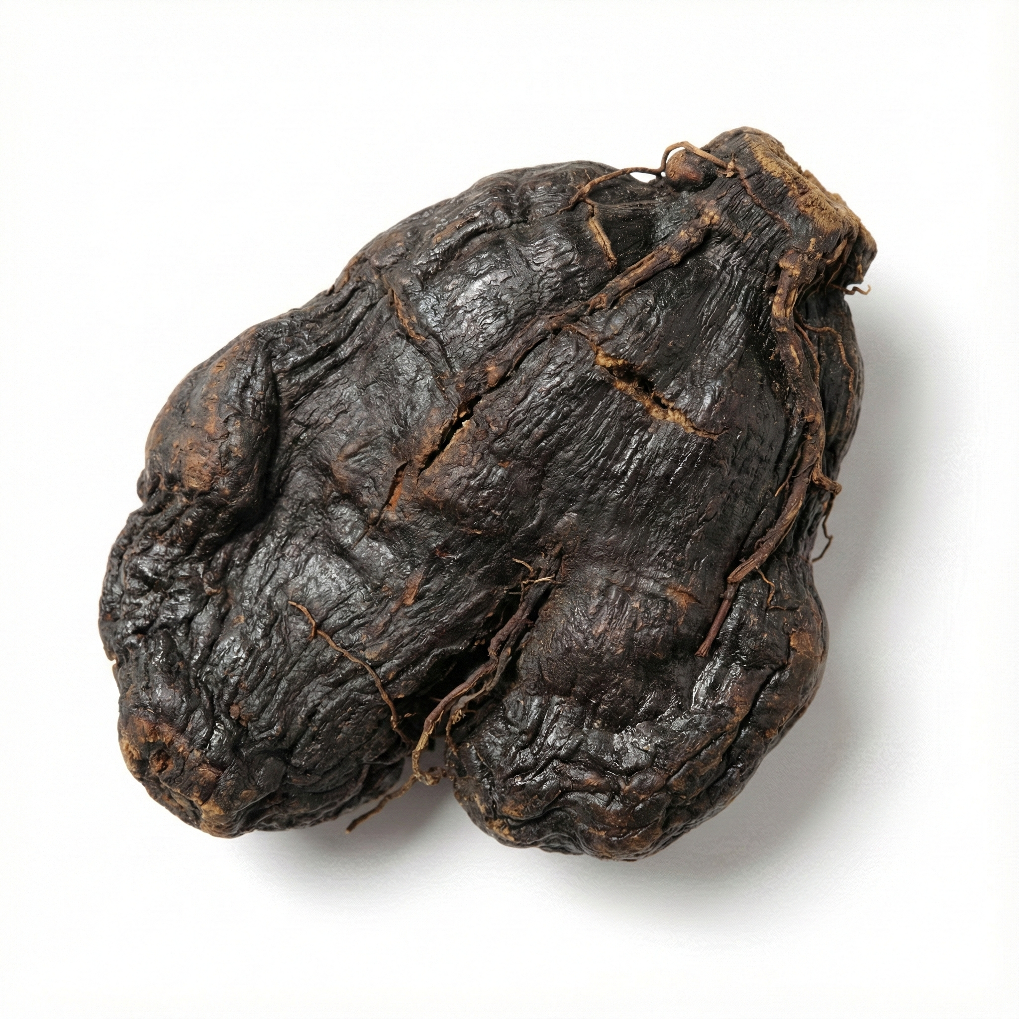 Rehmannia wortelknol (Sheng Di Huang)