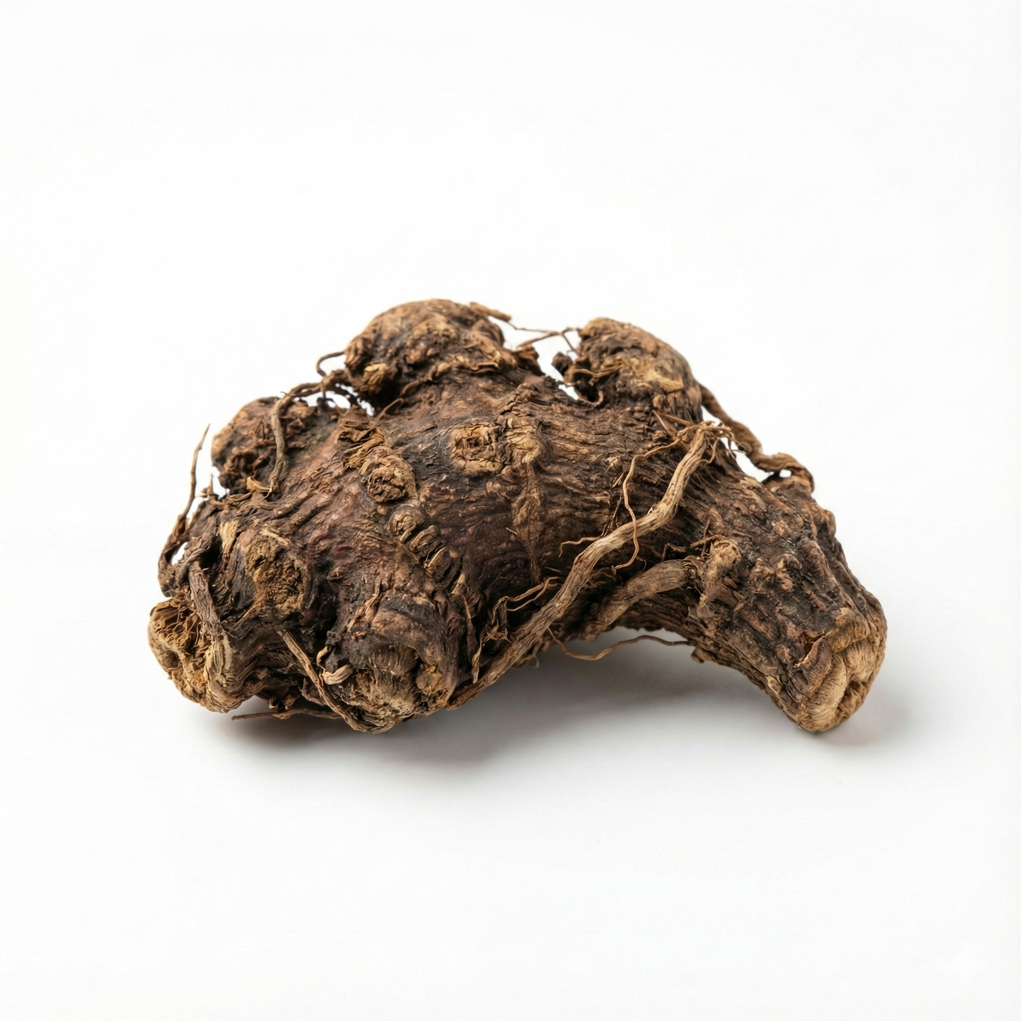 Zwarte Cohosh wortelstok (Sheng Ma)