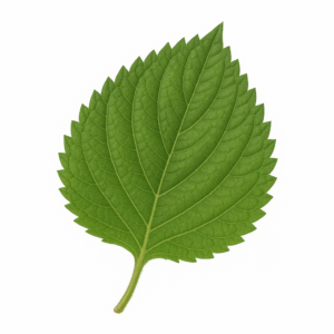 Perillablad (Zi Su Ye)