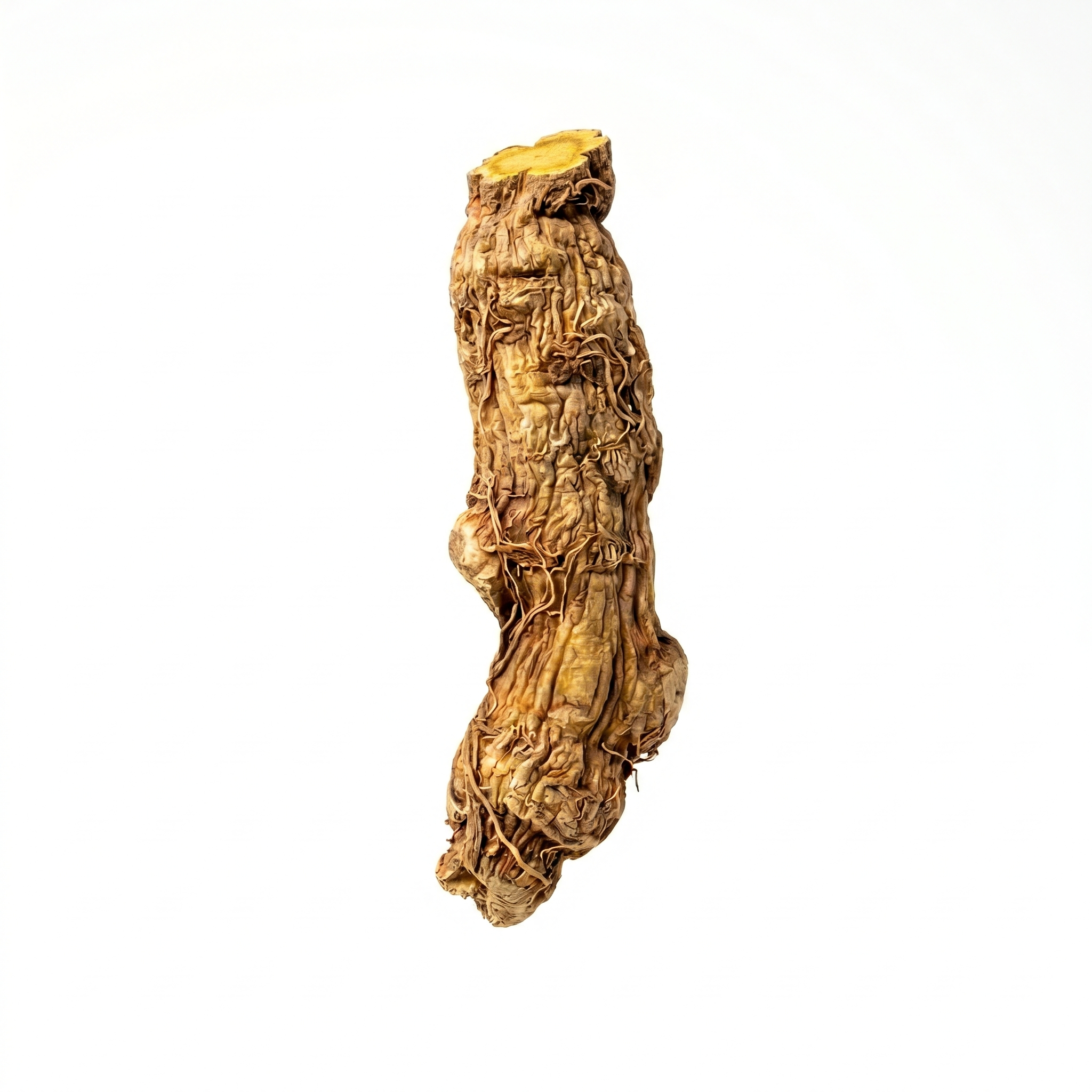 Chinese glidkruidwortel (Huang Qin)