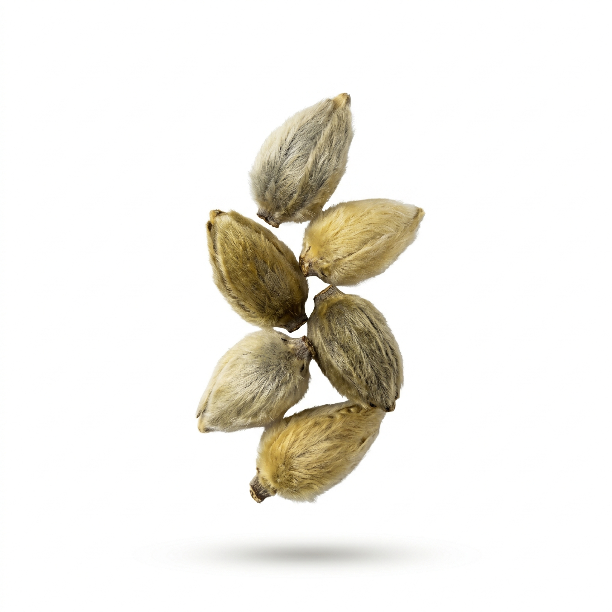 Magnolia-bloem (Xin Yi (Hua))