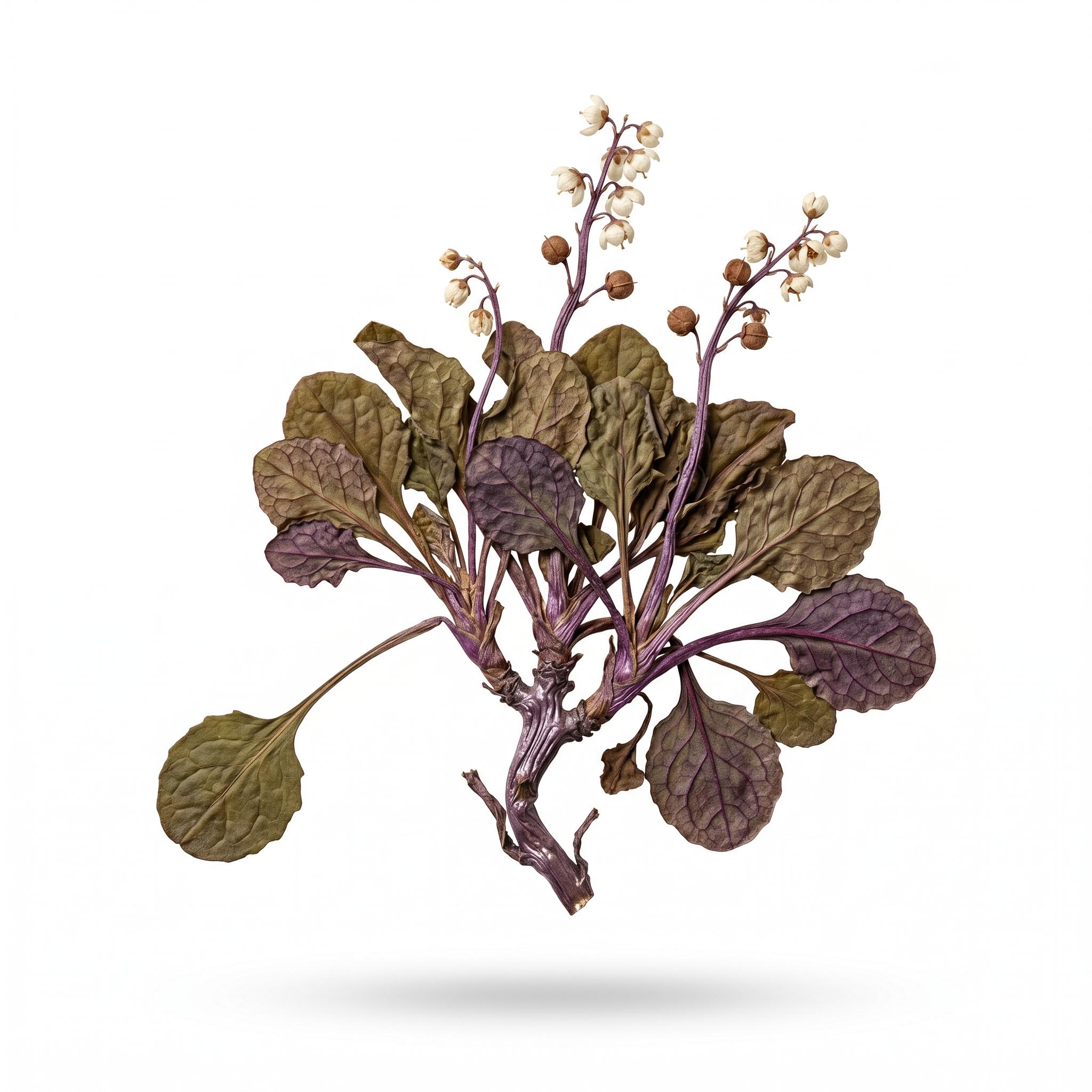 Pyrola-kruid (Lu Ti Cao/Lu Xian Cao)