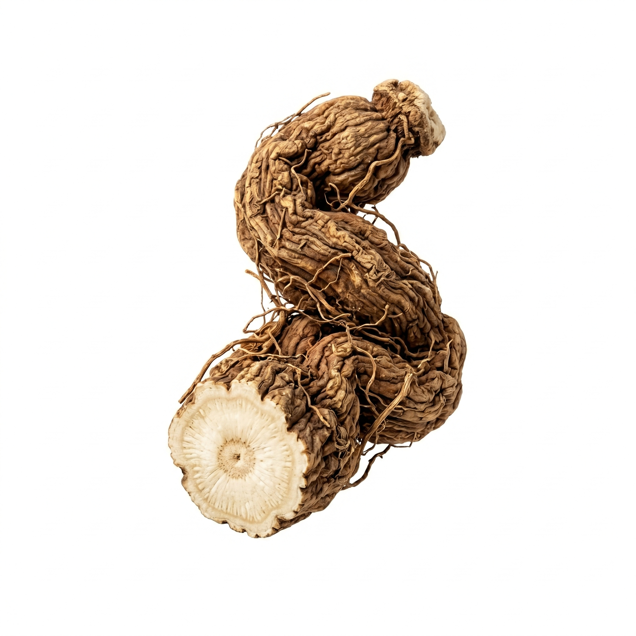 Stemona-wortelknol (Bai Bu)