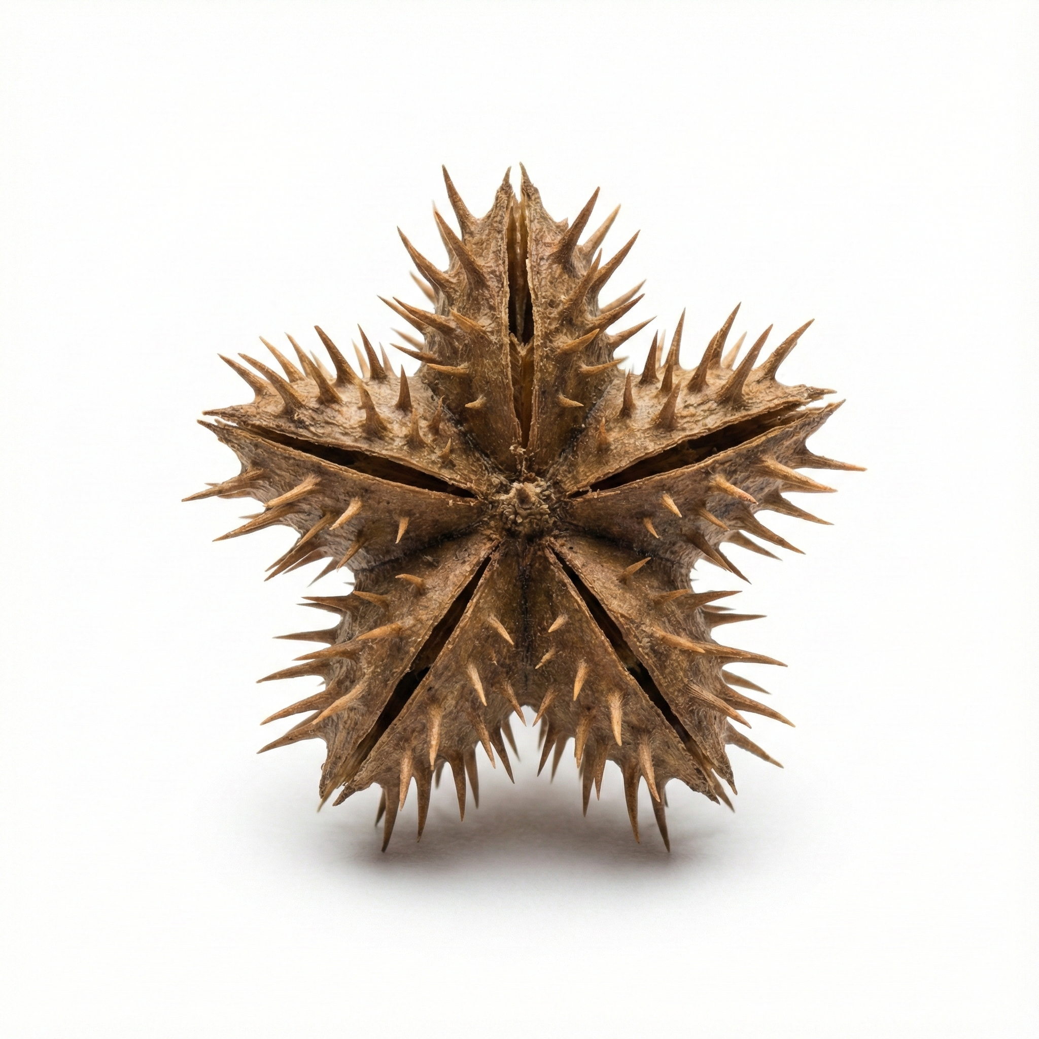 Caltrop fruit (Bai Ji Li)