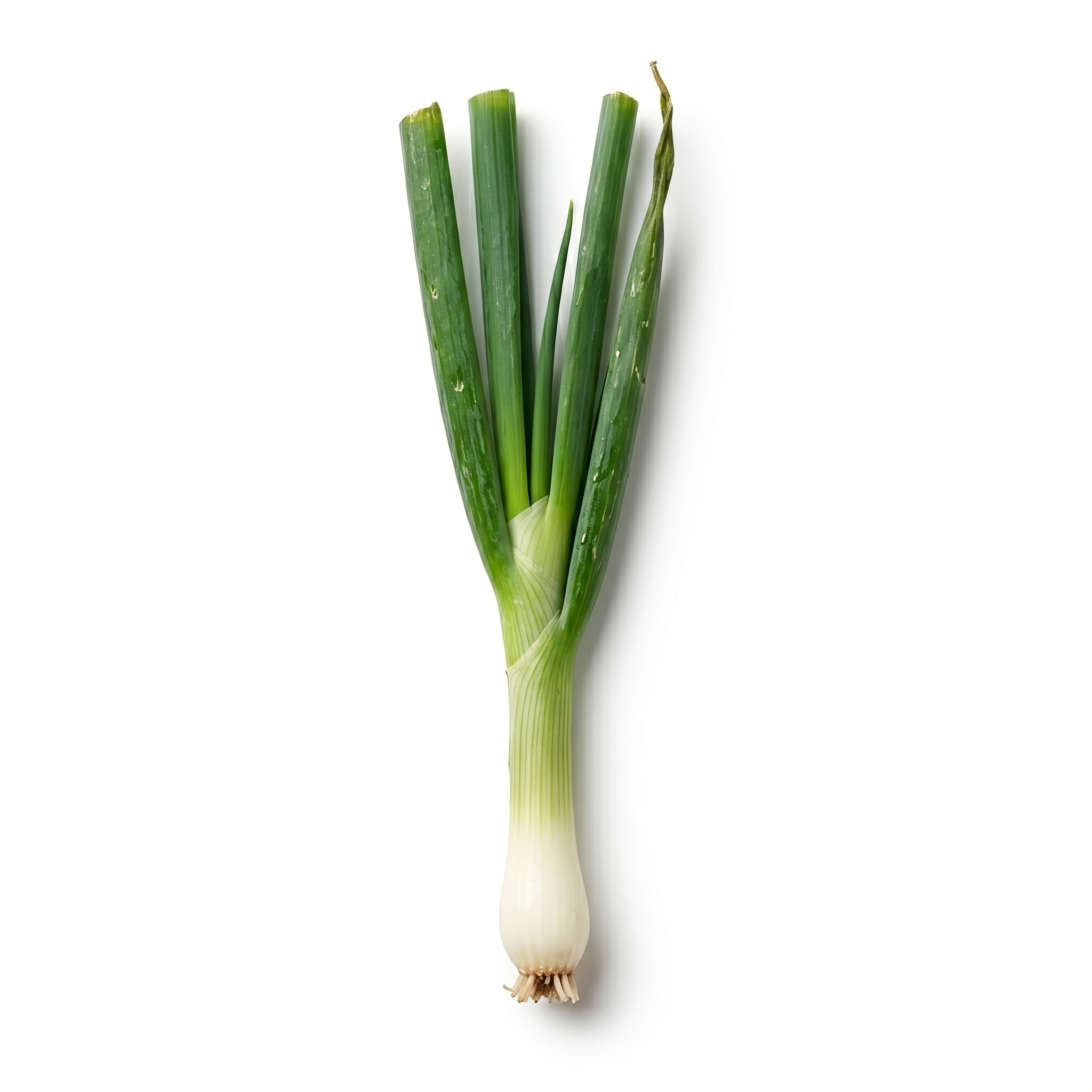 Lente-ui / Bosui Wit (Cong Bai)