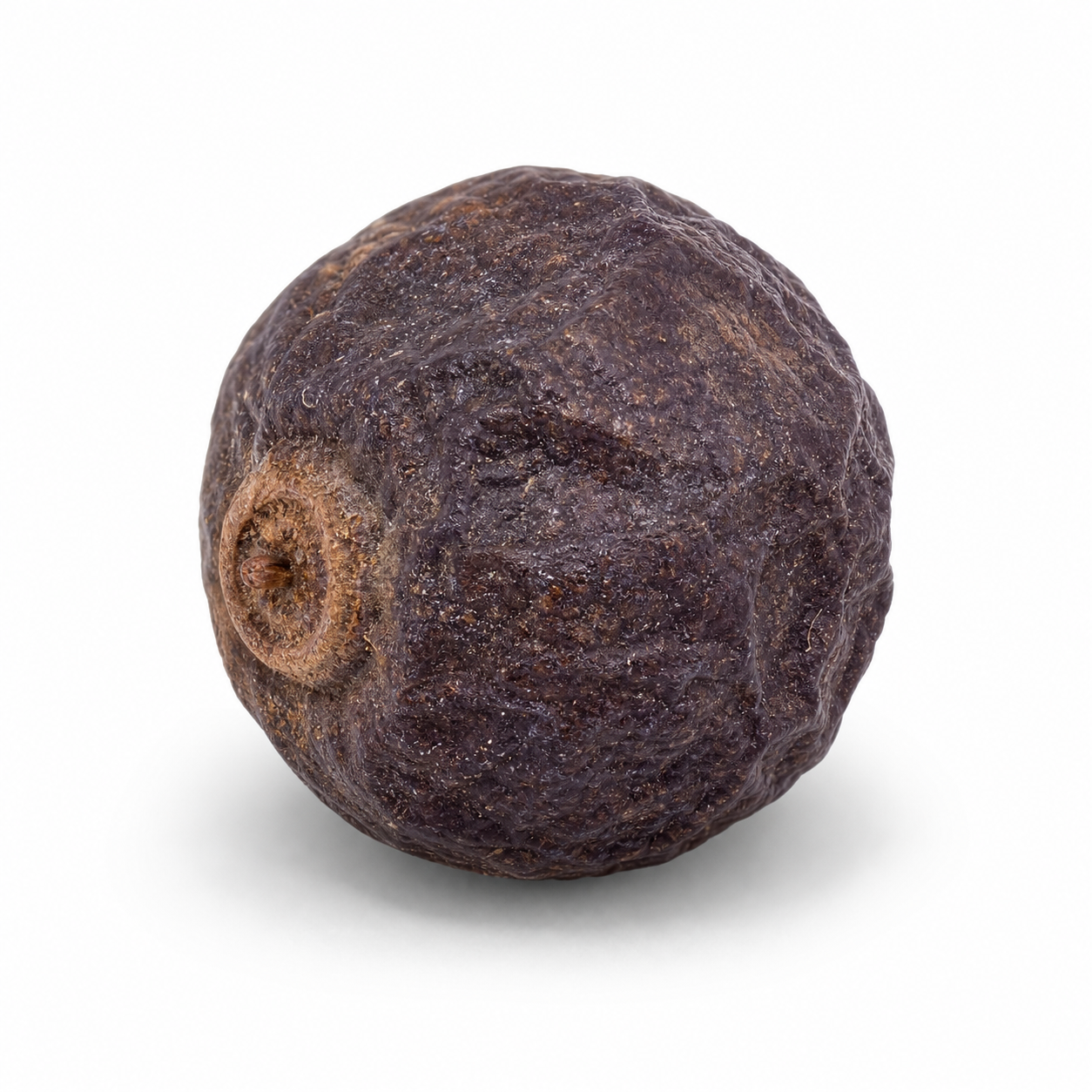 Struik Chastetree Fruit (Man Jing Zi)
