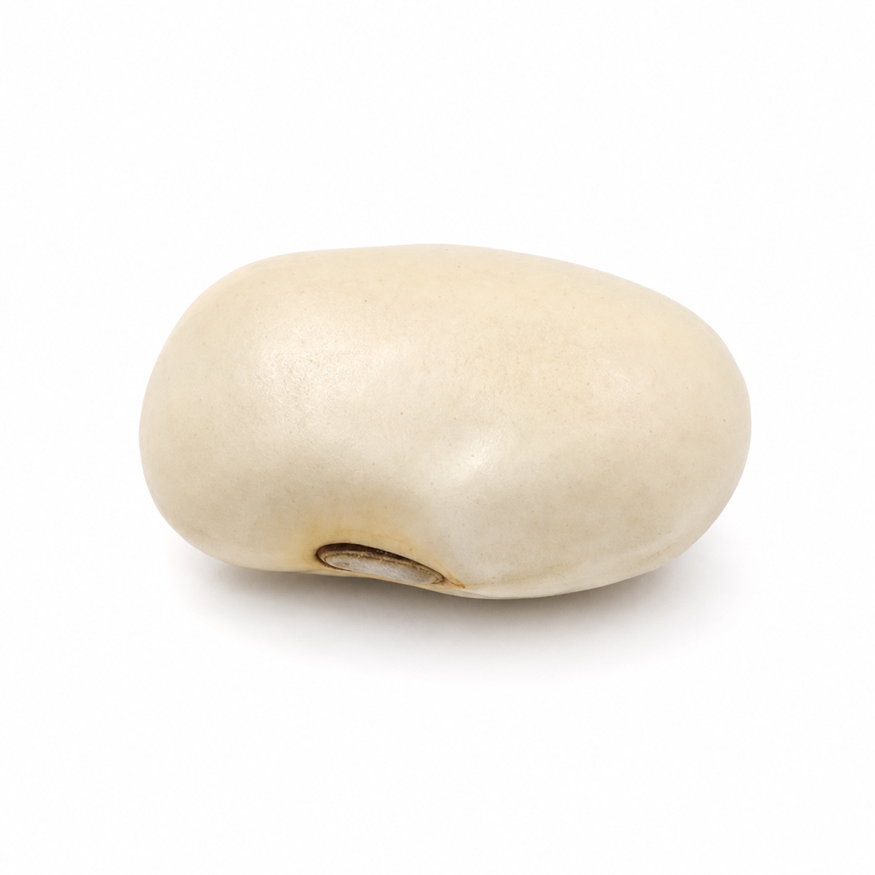 Witte Hyacintboon (Bai Bian Dou)